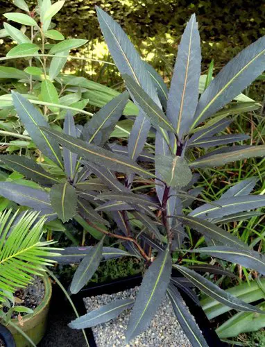 pseudopanax-sabre-4