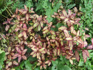 Pseudowintera 'Moulin Rouge' shrub with red and green foliage.