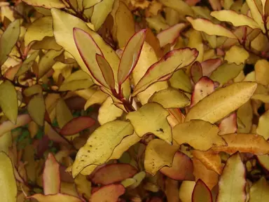 Pseudowintera colorata colourful foliage.