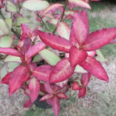 pseudowintera-moulin-rouge-1