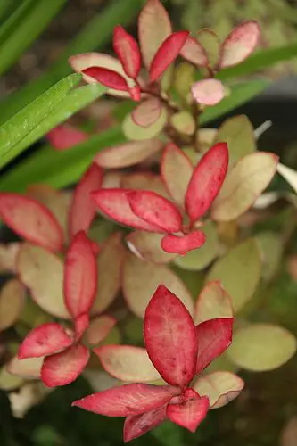 pseudowintera-red-glow-1