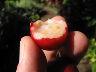 Psidium cattleianium (Strawberry Guava) red fruit with exposed flesh.