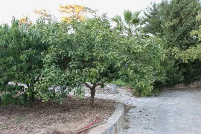 A Psidium guajava (Yellow Guava) specimen tree standing 2.5 metres tall with lush green foliage.