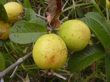 Psidium guajava (Yellow Guava) fruit on a tree.