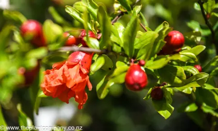 punica-wonderful-pomegranate--1