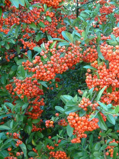 pyracantha-brilliant--1