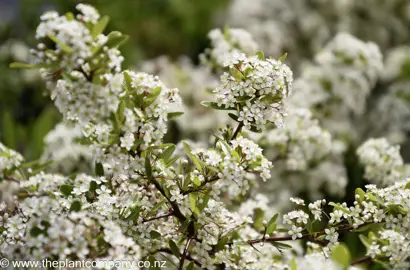 pyracantha-brilliant--4