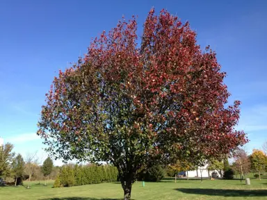 pyrus-calleryana-kea-1