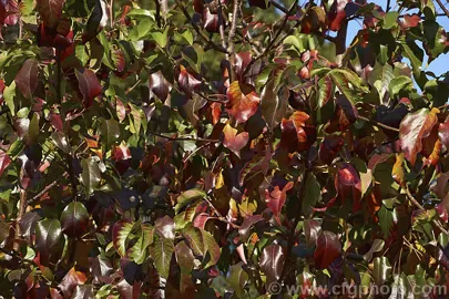 pyrus-calleryana-kea-3