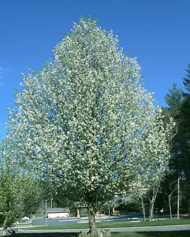 pyrus-calleryana-bradford-