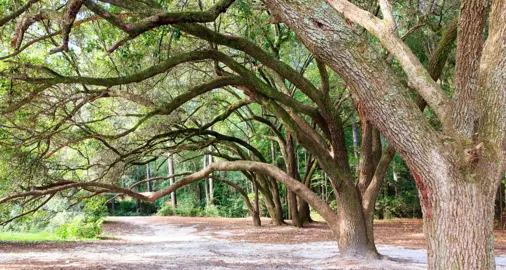 Large and old Quercus cerris (Turkey Oak) trees.