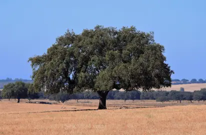 A large and showy Quercus ilex specimen tree in a field.