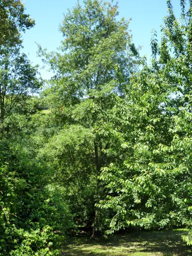 Quercus mexicana (Mexican Oak) tree in a forest.