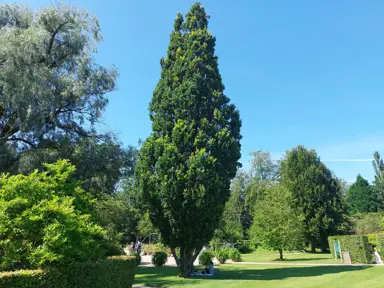A Quercus robur 'Fastigiata' specimen tree in a large garden.