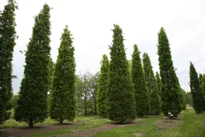 Quercus robur 'Fastigiata' specimen trees.