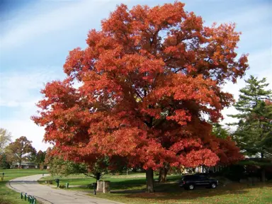 quercus-coccinea-