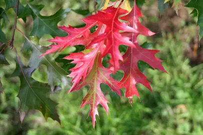 quercus-coccinea-1