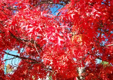 quercus-coccinea-3