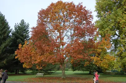 quercus-ellipsoidalis-3