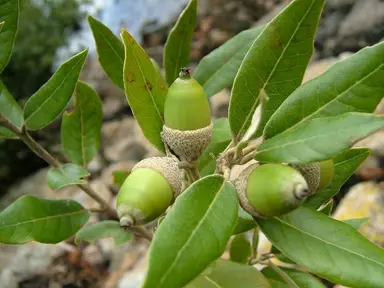 quercus-ilex-2