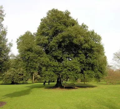 quercus-ilex-4