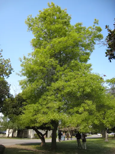 quercus-palustris-