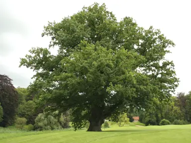 quercus-robur-