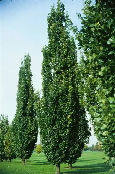 quercus-robur-fastigiata-2