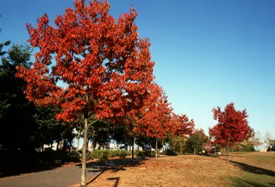 quercus-rubra-