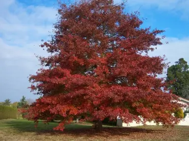 quercus-rubra-2