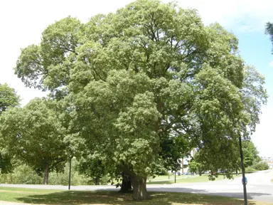 quercus-suber-1