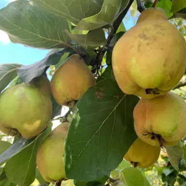 Quince 'Giant of Gascony' fruit on a tree.