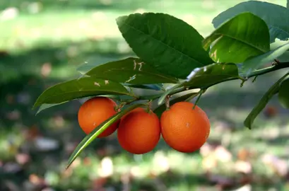 Orange 'Rangpur' Lime fruit on a branch.