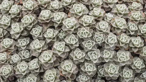 Raoulia hookerii (Alpine Sheep) plant grey foliage close up.