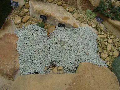Raoulia hookerii (Alpine Sheep) plant growing amidst rocks.