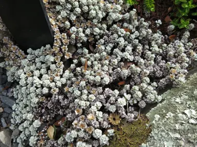 Raoulia hookerii (Alpine Sheep) plant with grey foliage in an alpine garden.