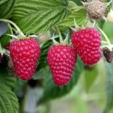 raspberry-aspiring-