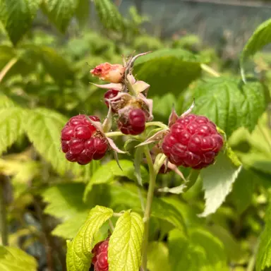 Raspberry Autumn Bliss plants with red berries.