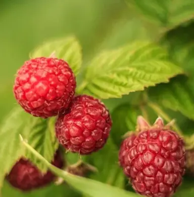 Raspberry Fairview red fruit.