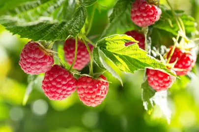 Raspberry Glen Prosen plant laiden with fruit.