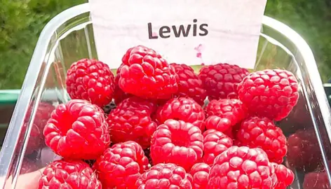 Raspberry Lewis red fruit in a punnet.