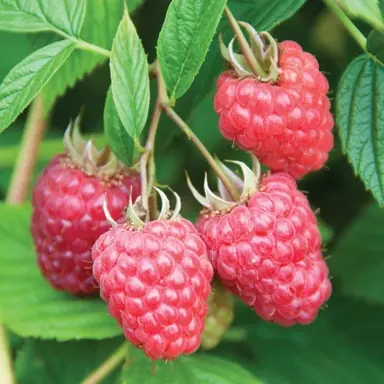 Raspberry Nootka red fruit against green foliage.