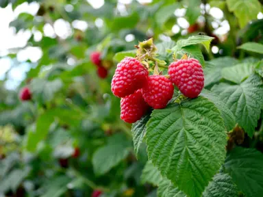 Raspberry Qualicium red fruit.