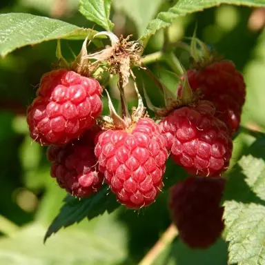 Raspberry Skeena red fruit and green foliage.