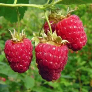 Raspberry Taylor red fruit.