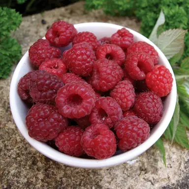Raspberry Willamette red berries in a bowl.