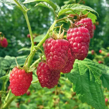 raspberry-heritage-
