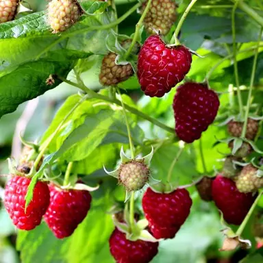 raspberry-heritage-2