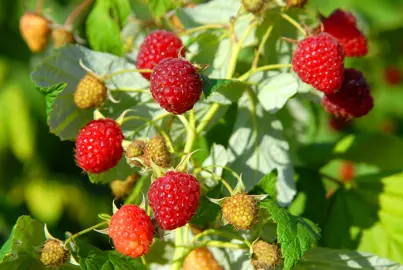 raspberry-heritage-3