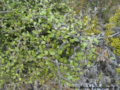 Raukaua anomalus shrub with green leaves.